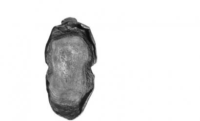 ����(j��ng)�������y�V