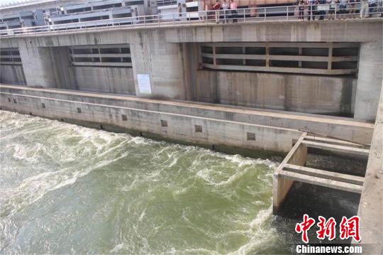 數(shù)萬斤魚洄游產(chǎn)卵遭哄搶襄陽疏散聚集大壩魚群