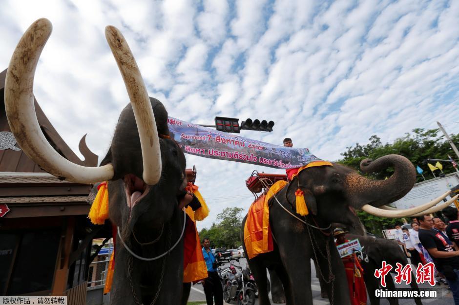 ̩�������ñ��Ӱl(f��)���� ��������Ͷ���