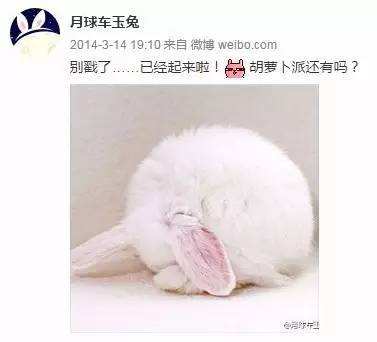 與孤獨(dú)斗爭972天 那只頑強(qiáng)的兔子永遠(yuǎn)離開了我們