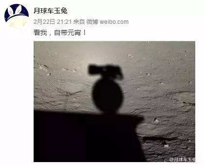 與孤獨(dú)斗爭972天 那只頑強(qiáng)的兔子永遠(yuǎn)離開了我們