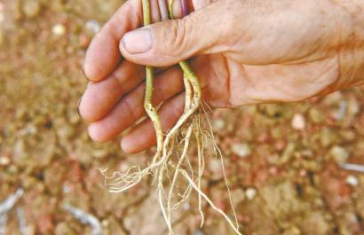 農(nóng)戶輕信電視購(gòu)物 花4萬(wàn)種新品種人參結(jié)出菜籽 農(nóng)戶輕信電視購(gòu)物 花4萬(wàn)種新品種人參結(jié)出菜籽