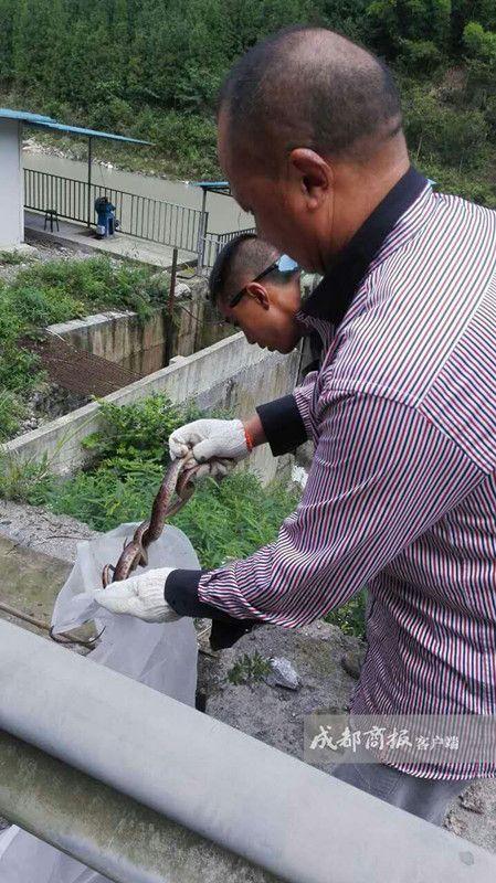 四川千佛山陌生人放生兩車蛇 村民出門帶棍子 四川千佛山陌生人放生兩車蛇 村民出門帶棍子
