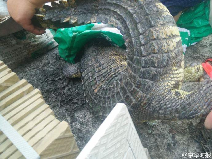 ��������B(y��ng)�sһ���L(zh��ng)�{�~(y��) ��ҹ����һ�ǻ��@