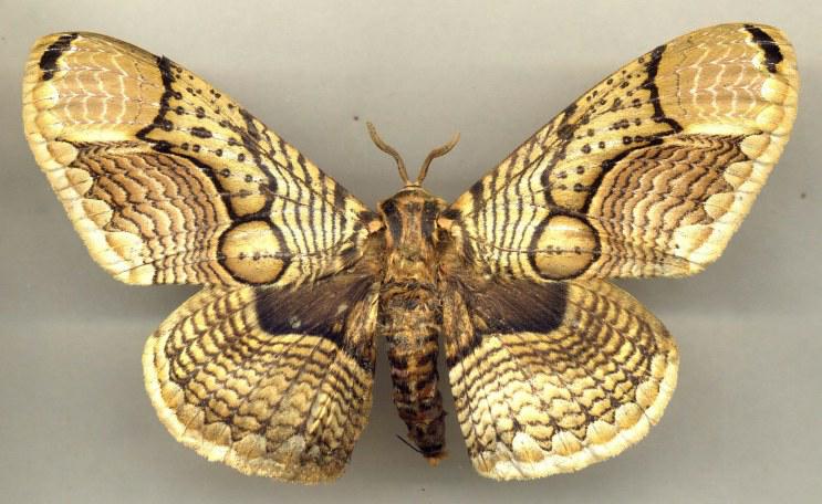 生長速度快了兩周成都天太熱讓“神蝶”瘋長? 生長速度快了兩周成都天太熱讓“神蝶”瘋長?