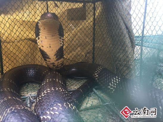 云南2.4米眼鏡王蛇占屋為王 多方出動擒獲放生 云南2.4米眼鏡王蛇占屋為王 多方出動擒獲放生