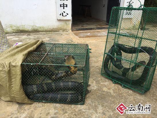 云南2.4米眼鏡王蛇占屋為王 多方出動擒獲放生 云南2.4米眼鏡王蛇占屋為王 多方出動擒獲放生