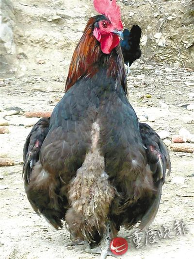 農(nóng)戶家中土雞昂首挺胸學人走路 農(nóng)戶家中土雞昂首挺胸學人走路