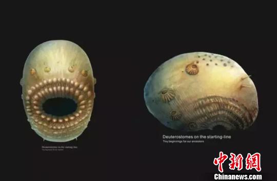 西北大學科研團隊在陜西發(fā)現(xiàn)“微型人類遠祖至親”