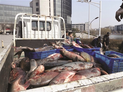 1000多公斤大魚陸續(xù)送達食堂