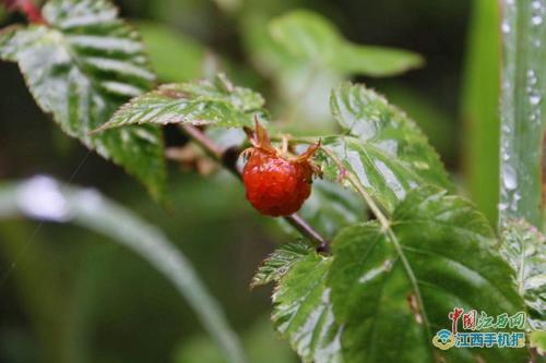 ��������{Ľ�����F�@���V�� ȫ���W(w��ng)ý������ӛ��ٝ�����ˡ�