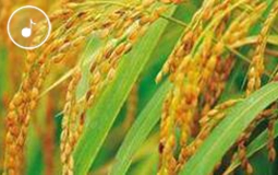 �簲���{��1149.02����!Ԭ¡ƽ�F(tu��n)�(du��)����(j��)�s�������a(ch��n)��(chu��ng)����o(j��)�