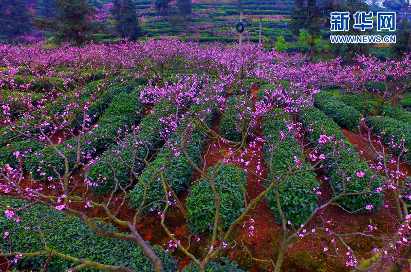 (網(wǎng)絡(luò)媒體走轉(zhuǎn)改)春風(fēng)拂面 到峨眉山高低遠(yuǎn)近賞桃花 (網(wǎng)絡(luò)媒體走轉(zhuǎn)改)春風(fēng)拂面 到峨眉山高低遠(yuǎn)近賞桃花