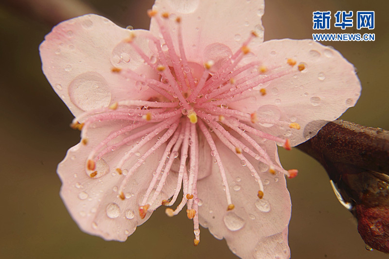 (網(wǎng)絡(luò)媒體走轉(zhuǎn)改)春風(fēng)拂面 到峨眉山高低遠(yuǎn)近賞桃花 (網(wǎng)絡(luò)媒體走轉(zhuǎn)改)春風(fēng)拂面 到峨眉山高低遠(yuǎn)近賞桃花