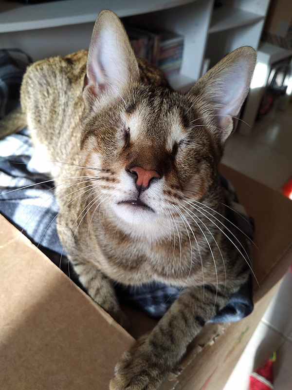 圖片默認(rèn)標(biāo)題