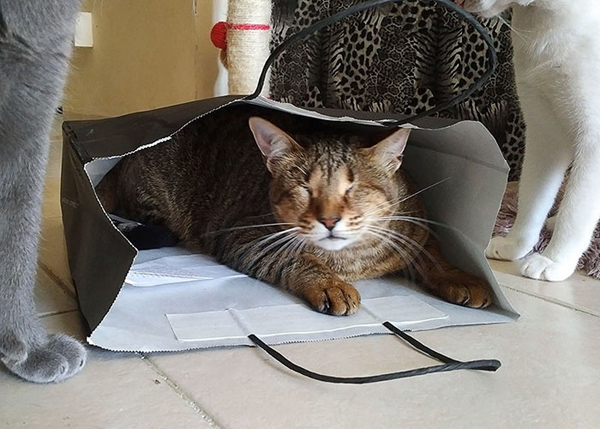 圖片默認(rèn)標(biāo)題