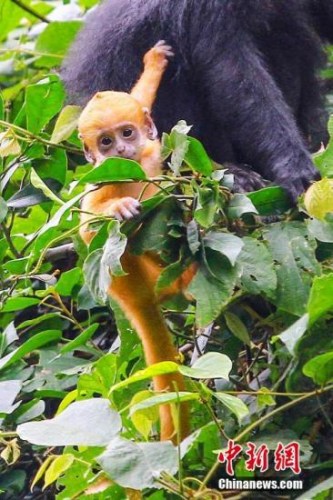 資料圖:猴子