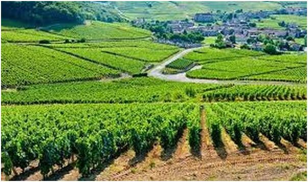 法國勃艮第葡萄園頻遭偷竊 農(nóng)民組織巡邏隊(duì)夜間看護(hù)