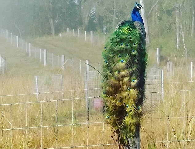農(nóng)場主養(yǎng)孔雀當(dāng)寵物 美麗大鳥成雞群“守護(hù)神” 農(nóng)場主養(yǎng)孔雀當(dāng)寵物 美麗大鳥成雞群“守護(hù)神”