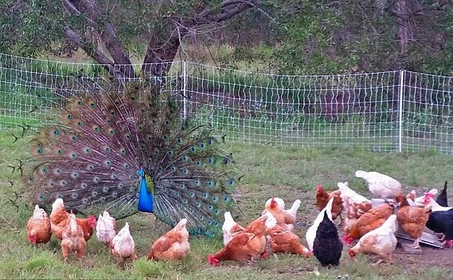 農(nóng)場主養(yǎng)孔雀當(dāng)寵物 美麗大鳥成雞群“守護(hù)神” 農(nóng)場主養(yǎng)孔雀當(dāng)寵物 美麗大鳥成雞群“守護(hù)神”