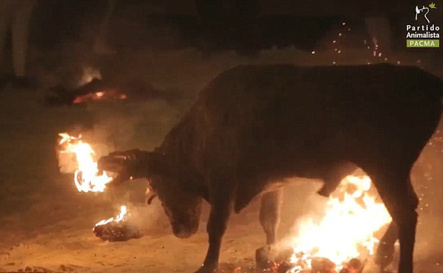 西班牙動(dòng)物保護(hù)組織呼吁取締殘忍“公牛節(jié)” 西班牙動(dòng)物保護(hù)組織呼吁取締殘忍“公牛節(jié)”