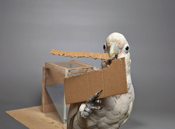 �@���^ֹ���W�^Ҳ���������߫@ȡʳ��