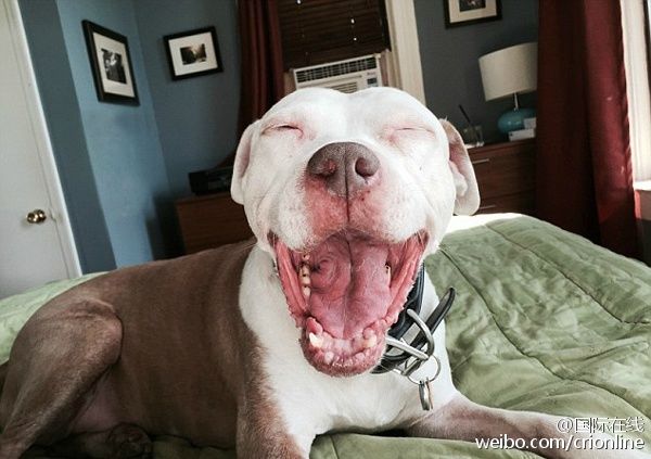 ��(j��)Ӣ����ÿ���]�󡷈��������������һ�������̶�(Jon Bozak)�������ڽ��ϓ쵽һֻ���˹��������@ϲ�������@ֻ����Ȼ��Ц���̶��ڹ�Ԣ�����Ľֵ��ϓ���@ֻ���˹������o��ȡ���顰���ֿˡ�����һ��Ҋ���@ֻ���r���̶��Ԟ����c������ʧ�������������l(f��)�F(xi��n)����һ���c����ͬ�ġ����x��������Ȼ��Ц�����ǆ̶��㕺�r�����I(l��ng)���˼ҡ�