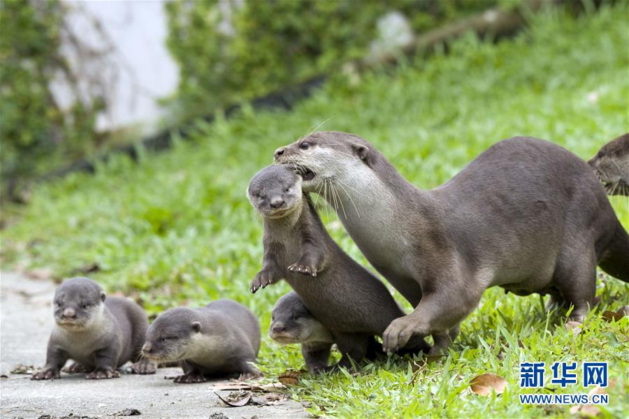 ����(gu��)�H����1��Ұ�����HС���������¼���