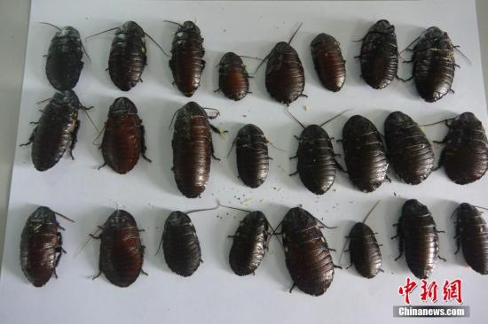 �Y�ψDƬ�������