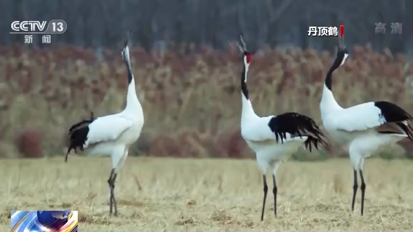 ������B(ni��o)��ح�҇�(gu��)���B(t��i)�h(hu��n)�����m(x��)���� �������B(ni��o)�v�㡰���͡�