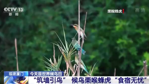 ������B(ni��o)��ح�҇�(gu��)���B(t��i)�h(hu��n)�����m(x��)���� �������B(ni��o)�v�㡰���͡�