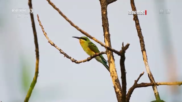 ������B(ni��o)��ح�҇�(gu��)���B(t��i)�h(hu��n)�����m(x��)���� �������B(ni��o)�v�㡰���͡�