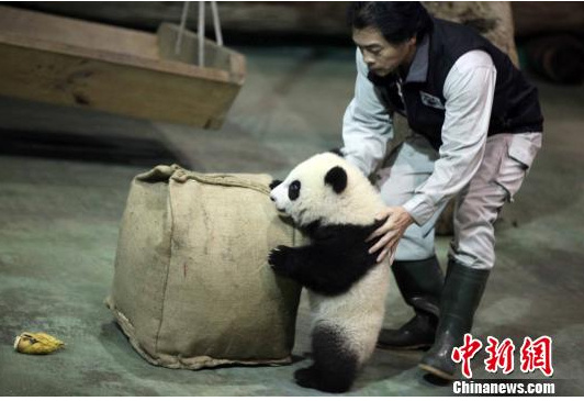 “熊貓爸爸”張和民探望“圓仔”(圖)