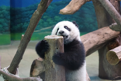 “圓仔”亮相第8天自己打卡上班獨(dú)當(dāng)一面(圖)