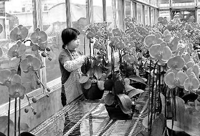 閩農(nóng)業(yè)利用臺資居大陸首位 閩農(nóng)業(yè)利用臺資居大陸首位