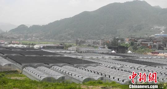 貴州苗鄉(xiāng)“嫁接”臺灣觀光農(nóng)業(yè)入佳境 貴州苗鄉(xiāng)“嫁接”臺灣觀光農(nóng)業(yè)入佳境