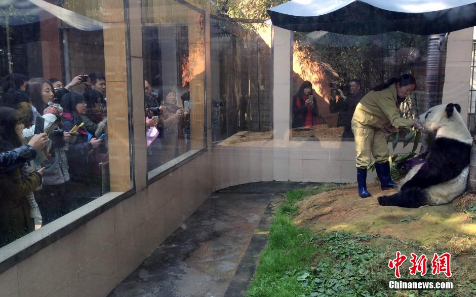 組圖:“百歲”熊貓明星巴斯受臺(tái)灣師生熱捧 組圖:“百歲”熊貓明星巴斯受臺(tái)灣師生熱捧