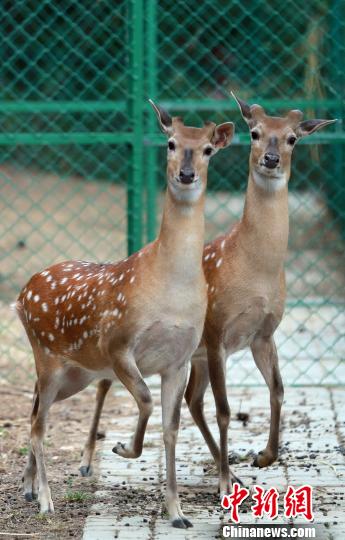 �����������u��(gu��)��ɭ�ֹ��@������_(t��i)��÷��¹һ���˶��d�����D���_(t��i)��÷��¹�ֵ������̝�(r��n)�B �z