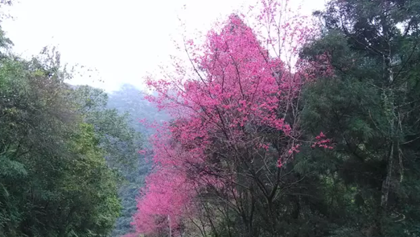 跟著“素人演員”林慶臺探訪臺灣原住民部落 跟著“素人演員”林慶臺探訪臺灣原住民部落