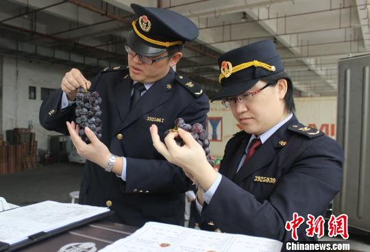 臺(tái)灣葡萄首登大陸(圖)