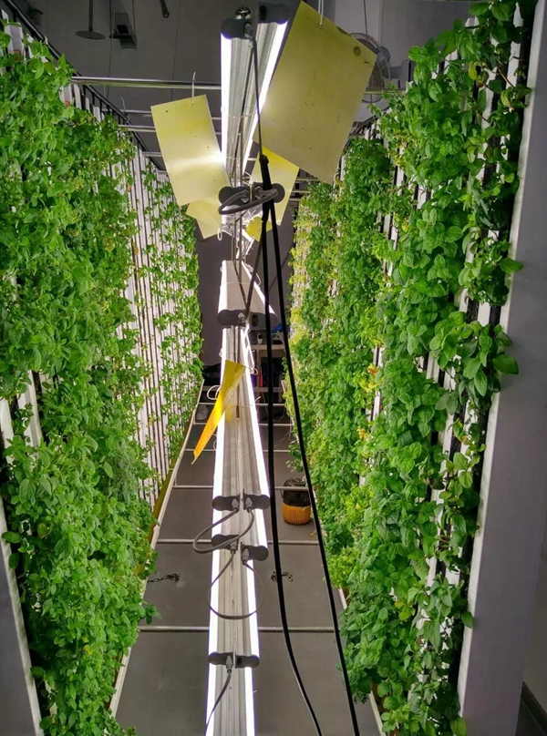 超高密度室內(nèi)直立種植農(nóng)場 超高密度室內(nèi)直立種植農(nóng)場