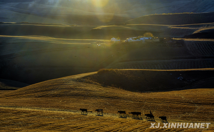 �����½���������ꖹ�a(ch��n)�I(y��)�츣����